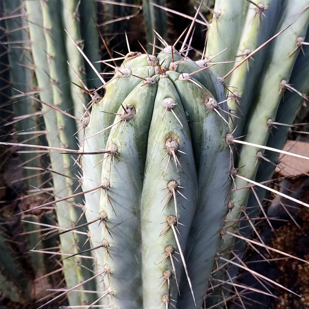 Trichocereus peruvianus ‘Blue’